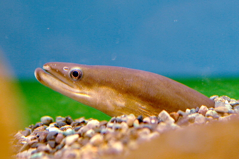 Japanese eel (Photo Credit : opencage)