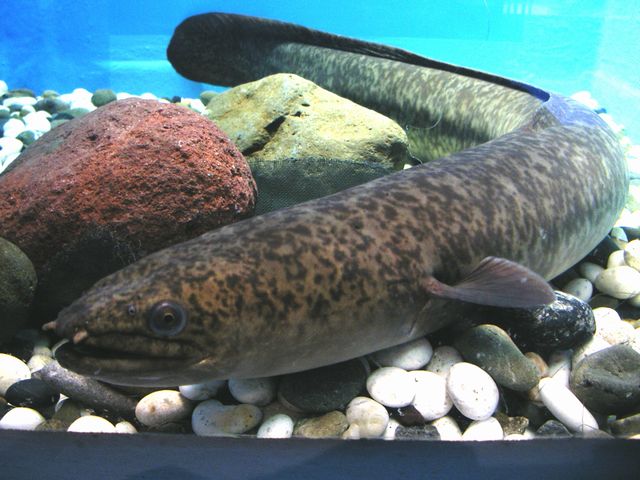 Marbled eel (Photo Credit : ふうけ)