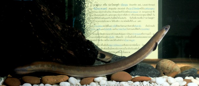 Indonesian shortfin eel (Photo Credit : BEDO)