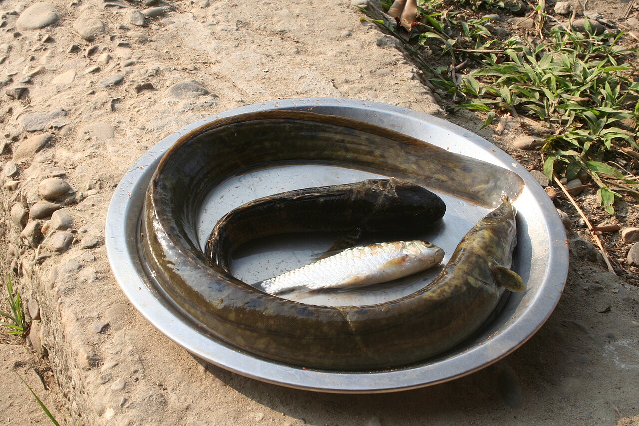 Indian longfin eel (Photo Credit : Nandini Velho at Pakke Tiger Reserve)