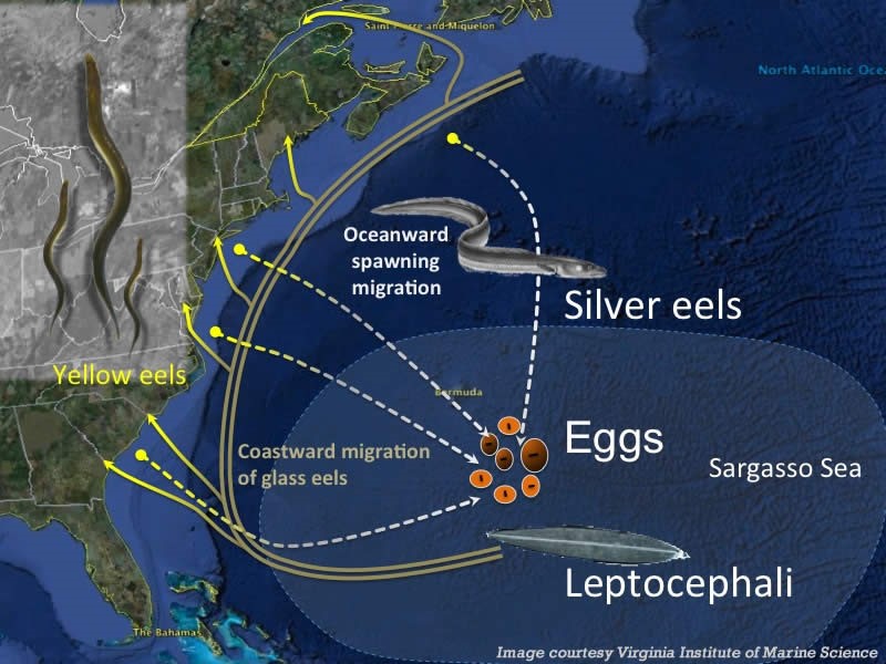American eel migration route (Photo Credit : Virginia Institute of Marine Science)