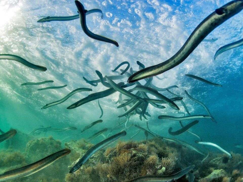European eels in the Port of Sete, France (Photo Credit : Mathieu Folquie/Biosphoto/Minden Pictures)