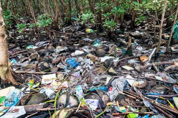 Plastic pollution suffocating mangrove roots (Photo Credit : Team Malizia)
