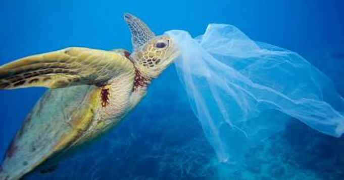 Sea turtle mistaking floating plastic for food (Photo Credit : WWF)