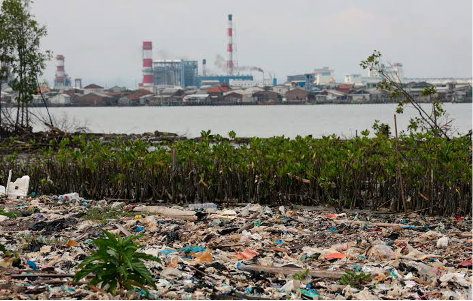 Plastic pollution surrounding mangrove saplings (Photo Credit : Kompas.id)