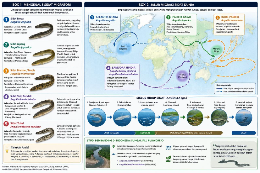 Migratory eel diagram (Photo Credit : Antunes & Tesch (2004), Wysujack et al. (2014, 2020), Jellyman (2003), Arai & Chino (2020) and penelitian di Indonesia (Sungai Jali, Purworejo, 2024))