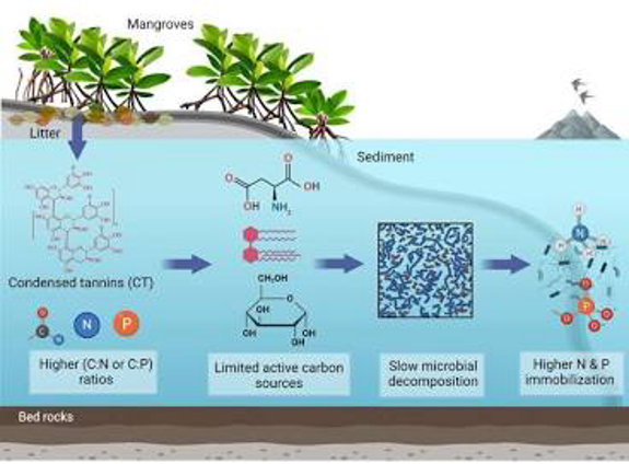 Mangrove leaf litter decomposition cycle (Photo Credit : Journal of Sea Research/Oecologia synthesis on litter decomposition/ResearchGate)