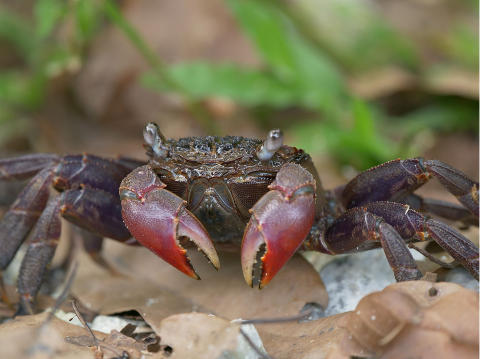 Sesarmid crab processing leaf litter (Photo Credit : Kum Leong Yeam/Getty Images)