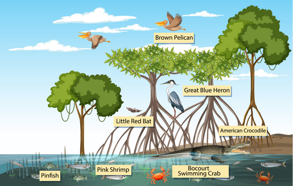Mangrove habitat and associated species (Photo Credit : blueringmedia/Getty Images)