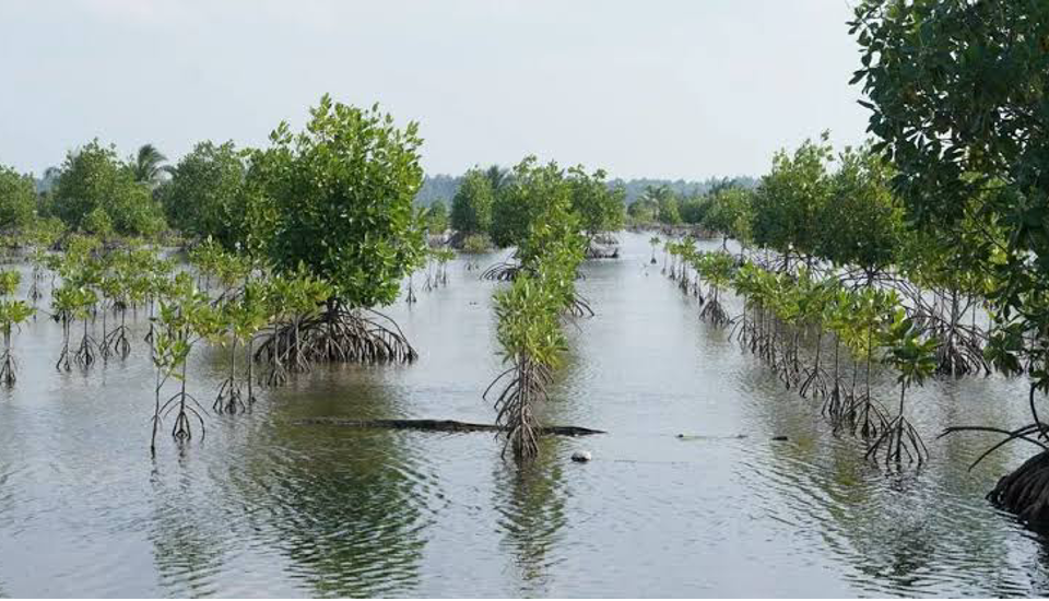 Mangrove trees integrated into coastal ponds (Photo Credit : Kompas.id)