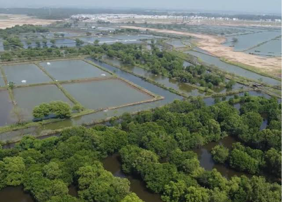Aerial view of silvofishery channels integrated within mangrove forest in Indonesia (Photo Credit : LindungiHutan)