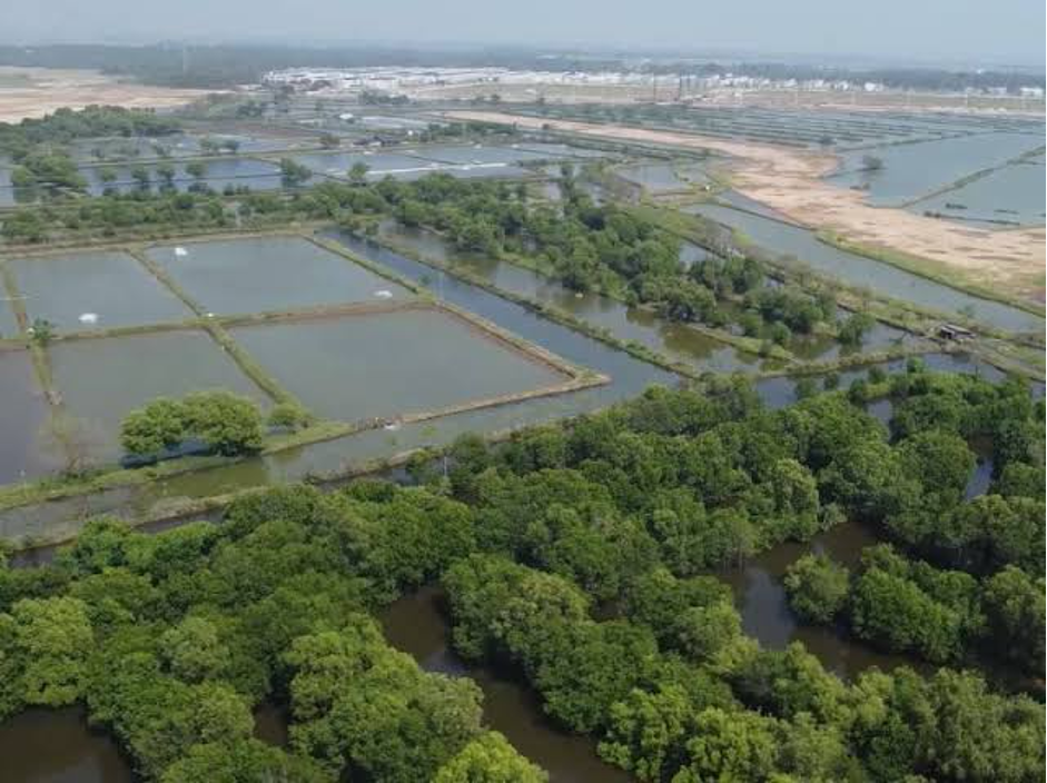 Aerial view of silvofishery channels integrated within mangrove forest in Indonesia (Photo Credit : LindungiHutan)