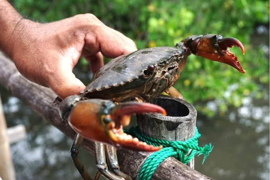 Mud crabs harvested directly from community-managed mangrove ponds (Photo Credit : Mongabay Indonesia)