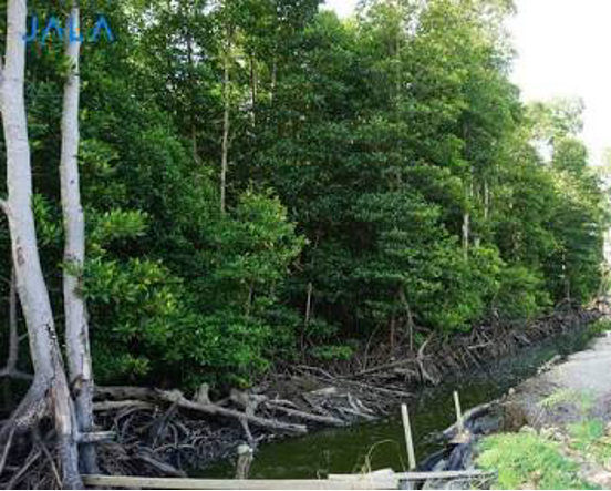 A traditional silvofishery canal running through mangrove roots in Indonesia (Photo Credit : JALA Tech)