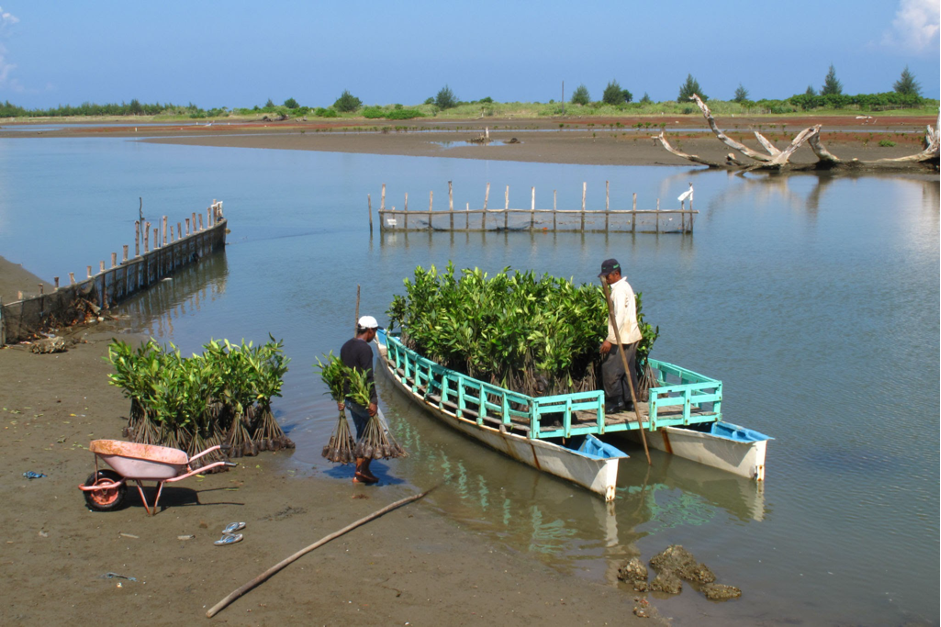 Local community members transporting mangrove saplings (Photo Credit : Getty Images)