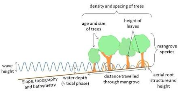 Factors influencing mangrove wave reduction efficiency (Photo Credit : Researchgate)