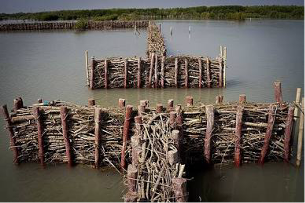 Permeable structures trapping sediment in Demak (Photo Credit : International Climate Initiative (IKI) / EcoShape & Wetlands International)