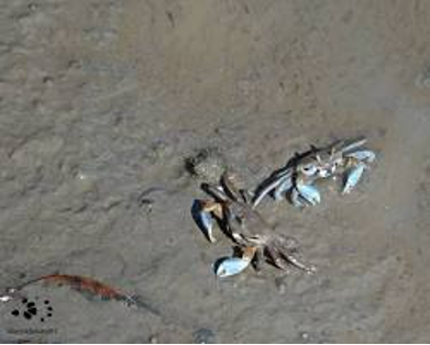 A male fiddler crab displaying its oversized claw beside its burrow on the mangrove mudflats (Photo Credit : Wildlife/Marine Biology)