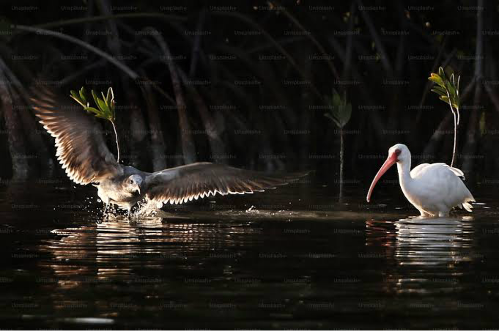 Waterbirds foraging for crabs, fish, and invertebrates along shallow mangrove edges (Photo Credit : Unsplash Wildlife Photography)