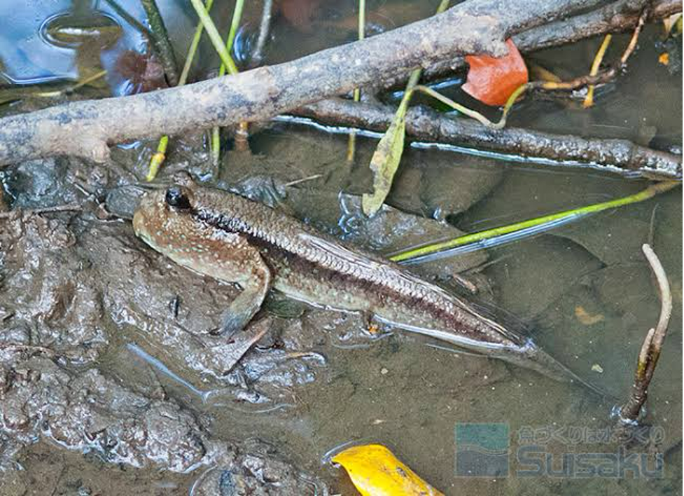 A mudskipper using its modified pectoral fins to move across exposed sediment during low tide (Photo Credit : Suisaku Column)