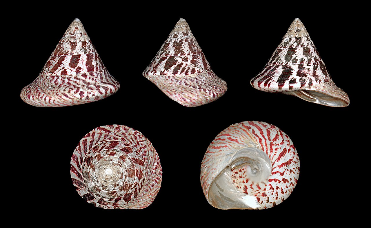 Trochus niloticus topshell marine mollusk shell (Photo Credit : H. zell)