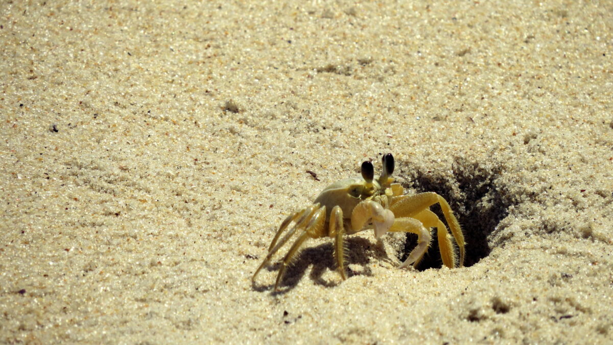 Ghost crab emerging from its burrow (Photo Credit : MarvinMep)