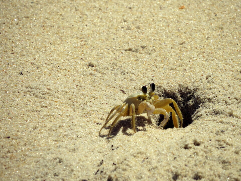 Ghost crab emerging from its burrow (Photo Credit : MarvinMep)