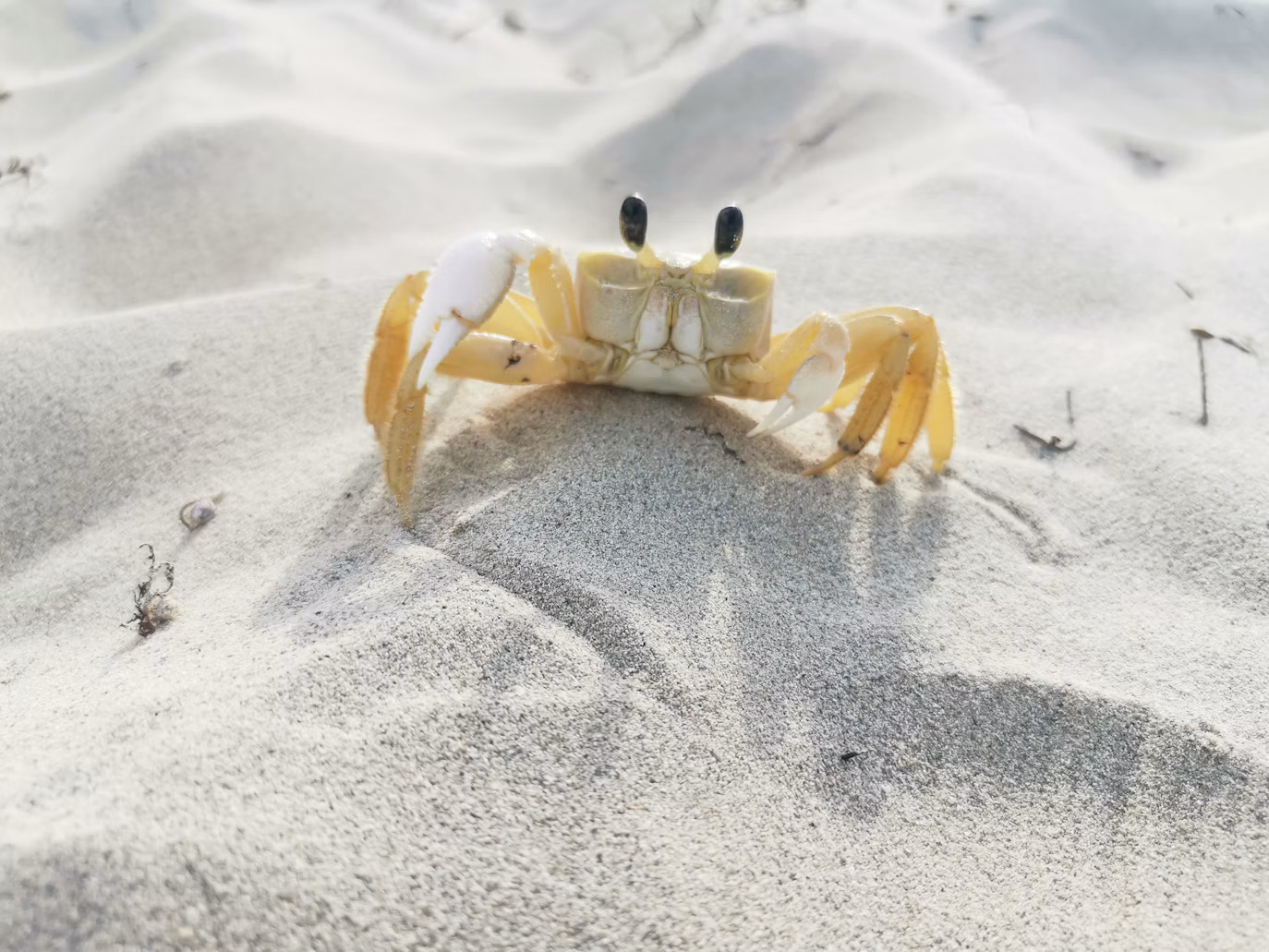Close-up of a ghost crab (Photo Credit : Max Letek)