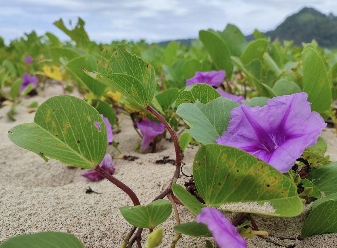 Ipomoea pes-caprae (Photo Credit : ArgentiNat)
