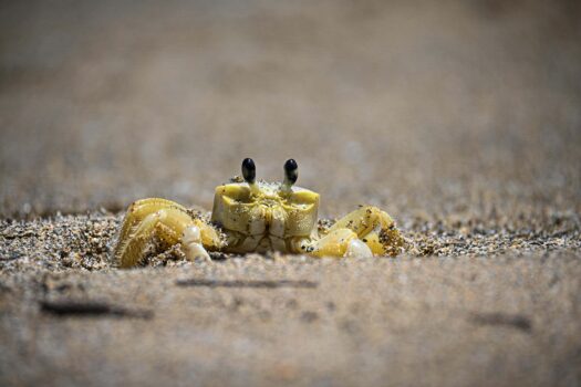 Ghost crab in its natural beach environment (Photo Credit : Eileen Hornbaker/USFWS)