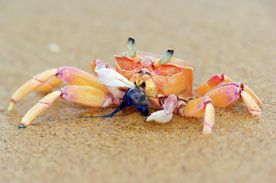 A ghost crab feeding on jellyfish (Photo Credit : Heinrich Van Den Berg)