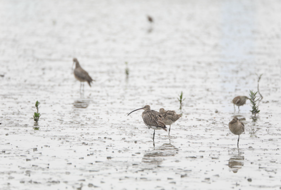 Migratory shorebirds foraging on exposed intertidal mudflats (Photo Credit : Travelnshot/Getty Images)