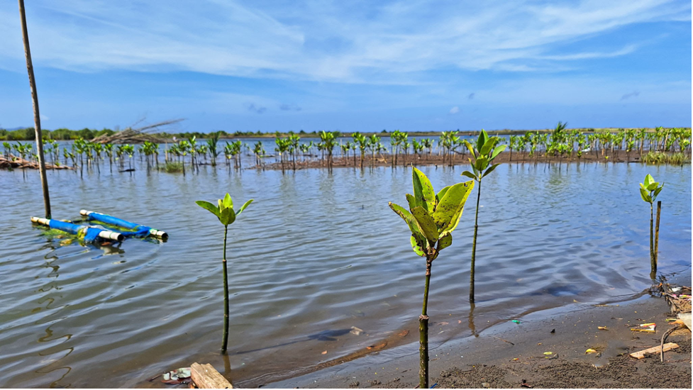 Mangrove saplings growing along restored coastal mudflat (Photo Credit : Rizky Rahmat Hidayat)