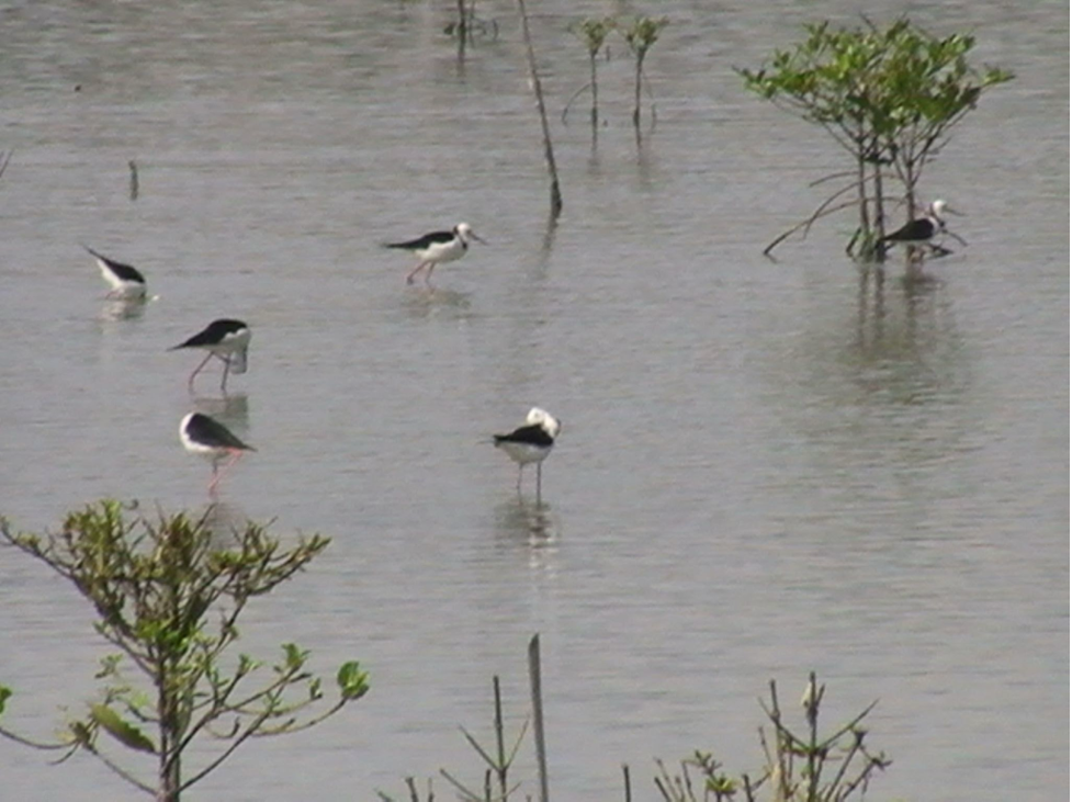 Waterbirds foraging near mangrove saplings in Sembilang (Photo Credit : syafrina lamin/Getty Images)