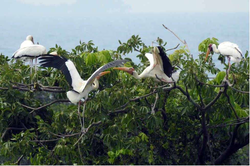 Milky storks nesting in the canopy of a protected mangrove island (Photo Credit : Asep Ayat)