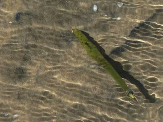 Floating mangrove propagule (Photo Credit : eAtlas)