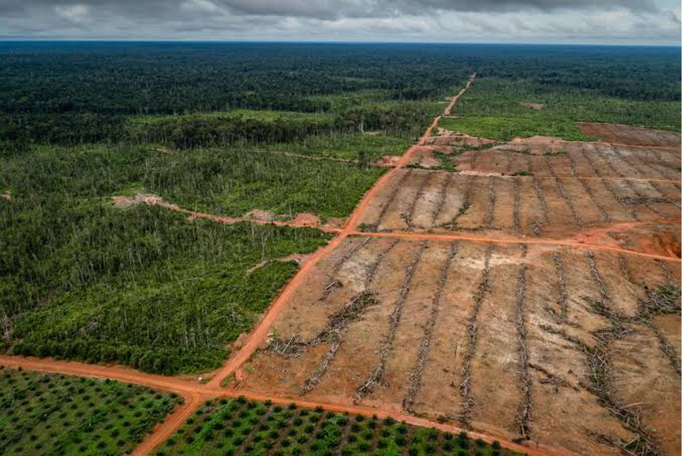 Coastal forest deforestation and land coversion (Photo Credit : Ekuatorial)