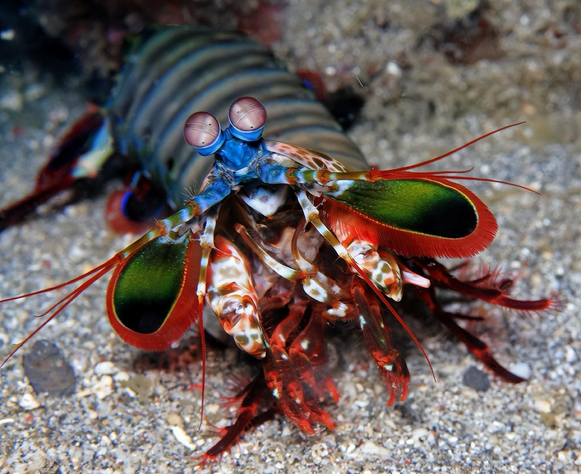 Colorful mantis shrimp (Photo Credit : Johnandersonphoto/iStock)