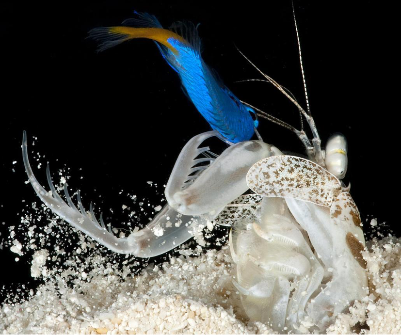 A spearing mantis shrimp just after capturing a prey fish (Photo Credit : Roy Caldwell/UC Berkeley)