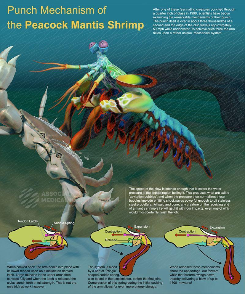 Punch mechanism of the peacock mantis shrimp (Photo Credit : AMI2018)