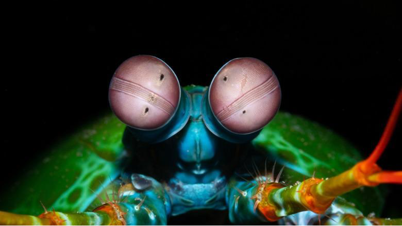 Mantis shrimp head (Photo Credit : Samy Kassem/iStock)