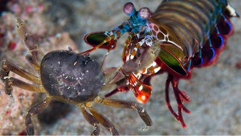 A peacock mantis shrimp using its powerful club-like appendages to strike and hunt a crab on the ocean floor (Photo Credit : fishingthai.com)